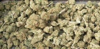 Savona, droga per oltre un milione di euro in una villa sulle alture Marijuana