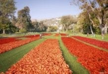 Euroflora 2018 – Concorsi a premi per le Olimpiadi verdi