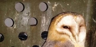 Genova Pra’, soccorso dall’ENPA un raro barbagianni