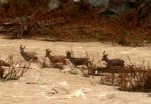 Genova – I Caprioli di Pegli, intrappolati dal Varenna in piena, stanno bene
