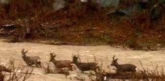 Genova – I Caprioli di Pegli, intrappolati dal Varenna in piena, stanno bene