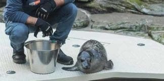 Pesto, il cucciolo di foca “pestimonial” del World Pesto Championship