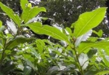 Recco, al via questa mattina i lavori di potatura di Valle Verde