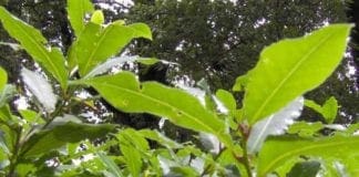 Recco, al via questa mattina i lavori di potatura di Valle Verde