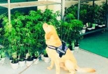 Genova – In arrivo i cani antidroga per la polizia locale, si cercano addestratori
