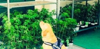 Albenga avrà i cani antidroga per la polizia locale