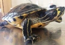 Albenga, tartarughe abbandonate per strada