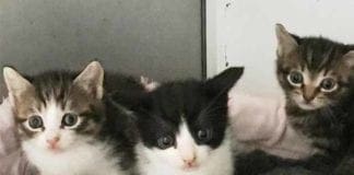 Salvati dall’Enpa, cinque gattini pronti per l’adozione