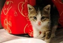 Genova, Vigili del Fuoco salvano gattino incastrato in un muro