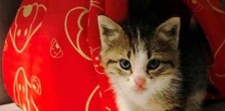 Savona, abbandonato in una scatola: gattino salvato dall’Enpa