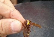 Porto di Genova, ritrovata una Vespa Orientalis. Scatta l’allarme di ALPA Miele