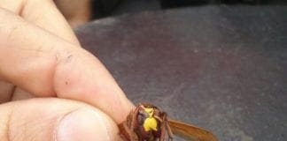 Porto di Genova, ritrovata una Vespa Orientalis. Scatta l’allarme di ALPA Miele