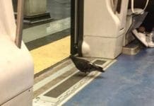 A Genova i piccioni viaggiano in Metro