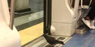 A Genova i piccioni viaggiano in Metro
