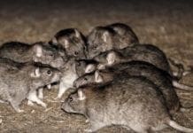 Recco, invasione di topi, il Comune impone disinfestazione ai Privati topo topi