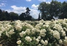 Villa Duchessa di Galliera si arricchisce dei medaglioni floreali di Maria Brignole Sale