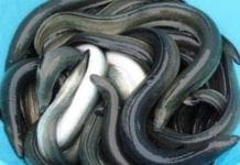 Pesca delle anguille presto anche in Liguria