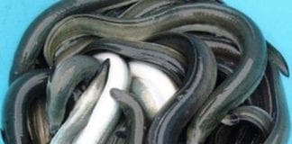 Pesca delle anguille presto anche in Liguria