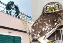 Albisola, civetta impigliata in una rete di protezione: salvata dai Vigili del Fuoco