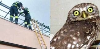 Albisola, civetta impigliata in una rete di protezione: salvata dai Vigili del Fuoco