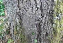 Portofino – Processionaria della quercia al parco, la direzione: “Fate attenzione”