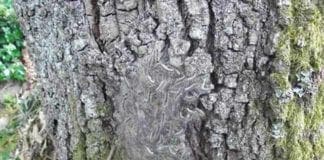 Portofino – Processionaria della quercia al parco, la direzione: “Fate attenzione”