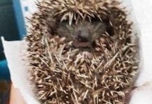 Stella, riccio debilitato ritrovato a bordo strada: salvato dai volontari dell’Enpa