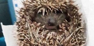 Stella, riccio debilitato ritrovato a bordo strada: salvato dai volontari dell’Enpa