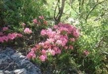 Imperia, escursione nel Parco delle Alpi Liguri alla scoperta dei rododendri