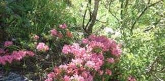 Imperia, escursione nel Parco delle Alpi Liguri alla scoperta dei rododendri