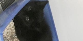 Ruspa in fiamme nel porto di Genova