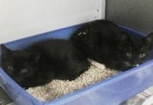 Savona, gattini abbandonati davanti al centro commerciale