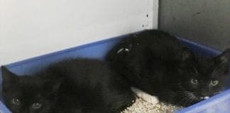 Savona, gattini abbandonati davanti al centro commerciale