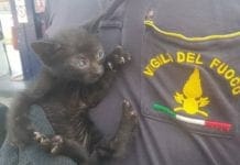 Savona – Gattino nel vano motore di un’auto, lo salvano i vigili del fuoco