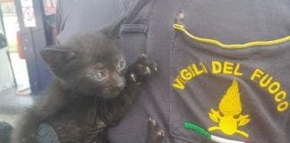 Savona – Gattino nel vano motore di un’auto, lo salvano i vigili del fuoco