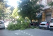 Castelletto – Albero cade in corso Paganini e invade la carreggiata