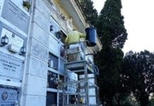 Sciame di api al cimitero di Staglieno, interviene l’apicoltore