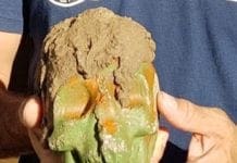 Genova – Trovati tre teschi in mare a Sturla durante una gara