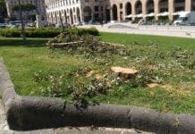 Genova – Strage di alberi in piazza della Vittoria