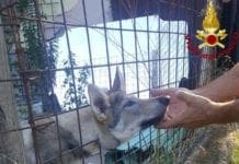 Santo Stefano Magra, cane incastrato nella recinzione: intervento dei Vigili del Fuoco