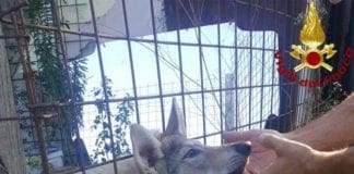 Santo Stefano Magra, cane incastrato nella recinzione: intervento dei Vigili del Fuoco