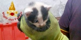 Crollo ponte Morandi, trovati due gattini tra le macerie