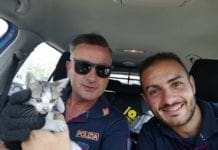 Sestri Levante, si fermano all’Autogrill e trovano un gattino nel motore