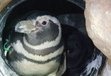 Acquario di Genova in festa per la nascita di 4 pinguini