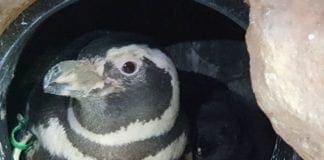 Acquario di Genova in festa per la nascita di 4 pinguini