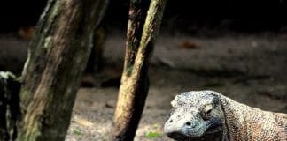 Komodo dimezza gli accessi: troppi turisti compromettono l’isola