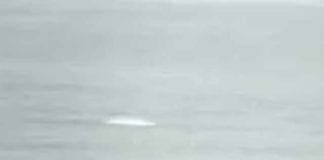 “C’è una balena nel Tamigi”, l’avvistamento del Beluga a Londra