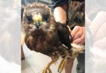Finale Ligure, falco ferito da un cavo aereo