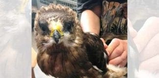 Finale Ligure, falco ferito da un cavo aereo