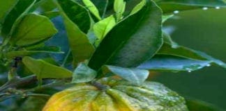 Alassio, visite guidate a Villa della Pergola nel week end